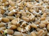 Como hacer germinados de trigo